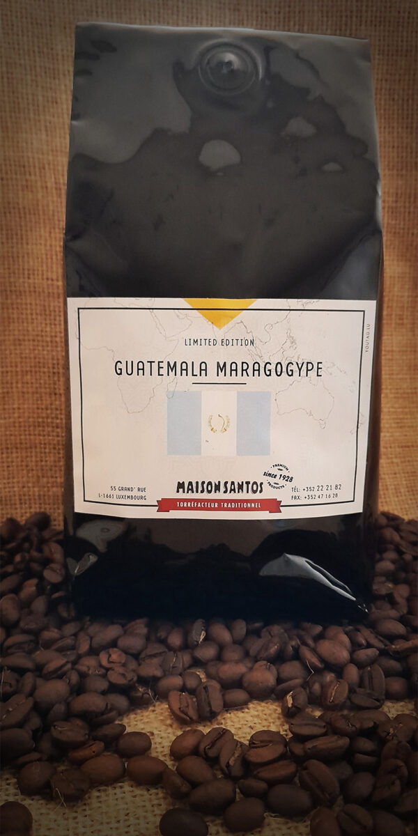 Guatemala Maragogype